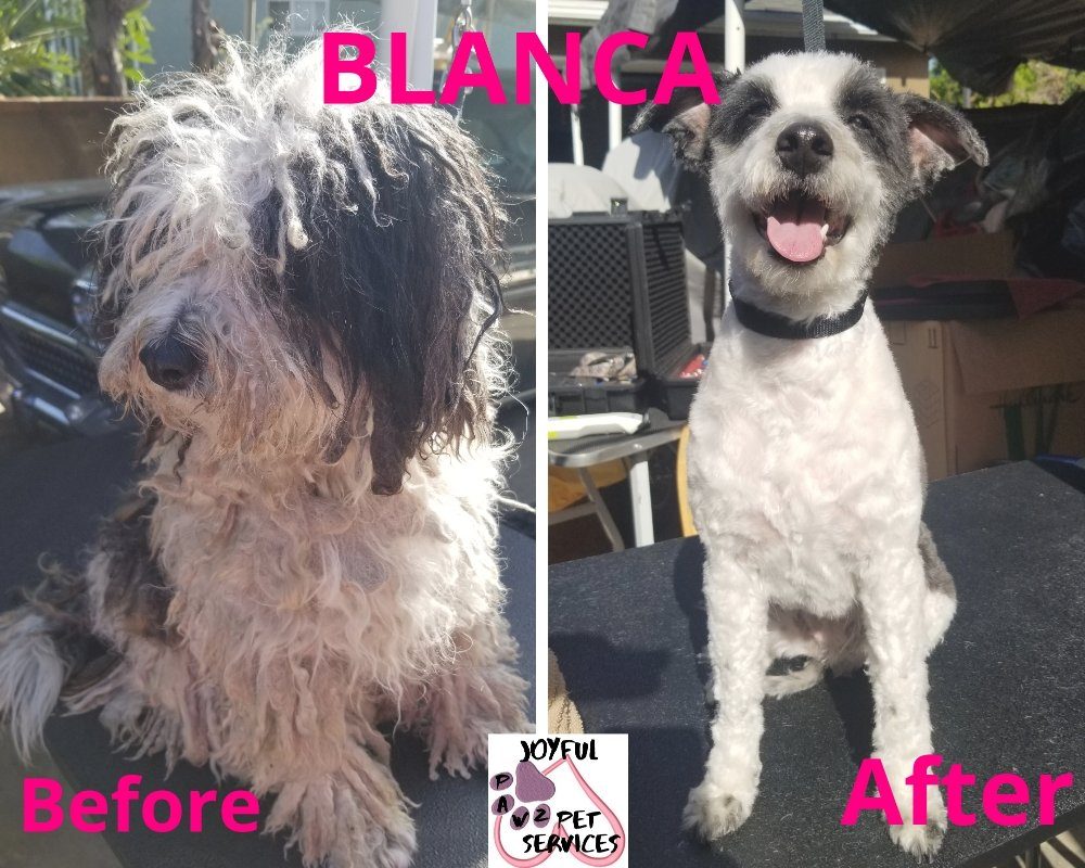 blanca before after matted rescue