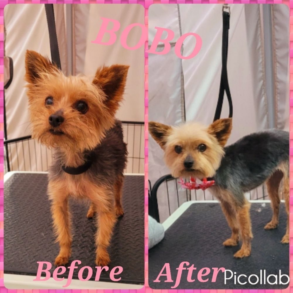 bobo yorkie before after