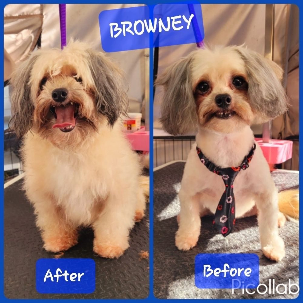 browney shih tzu before after