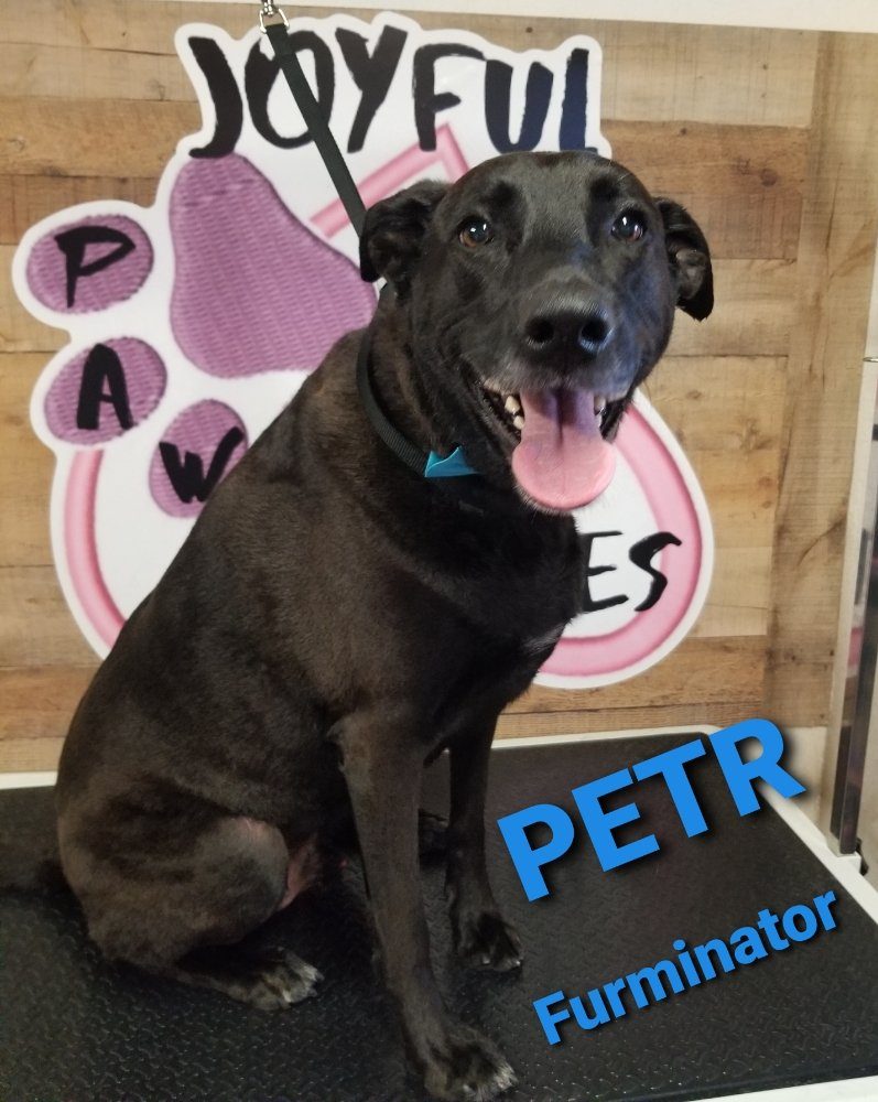 petr furminator deshed