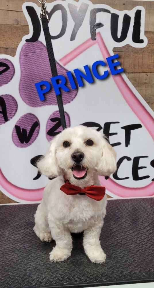 prince groomed red bowtie