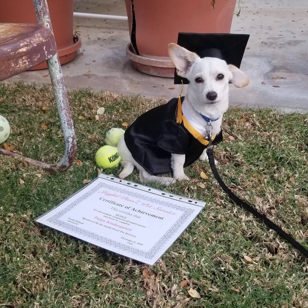 puppy kindergarten graduation