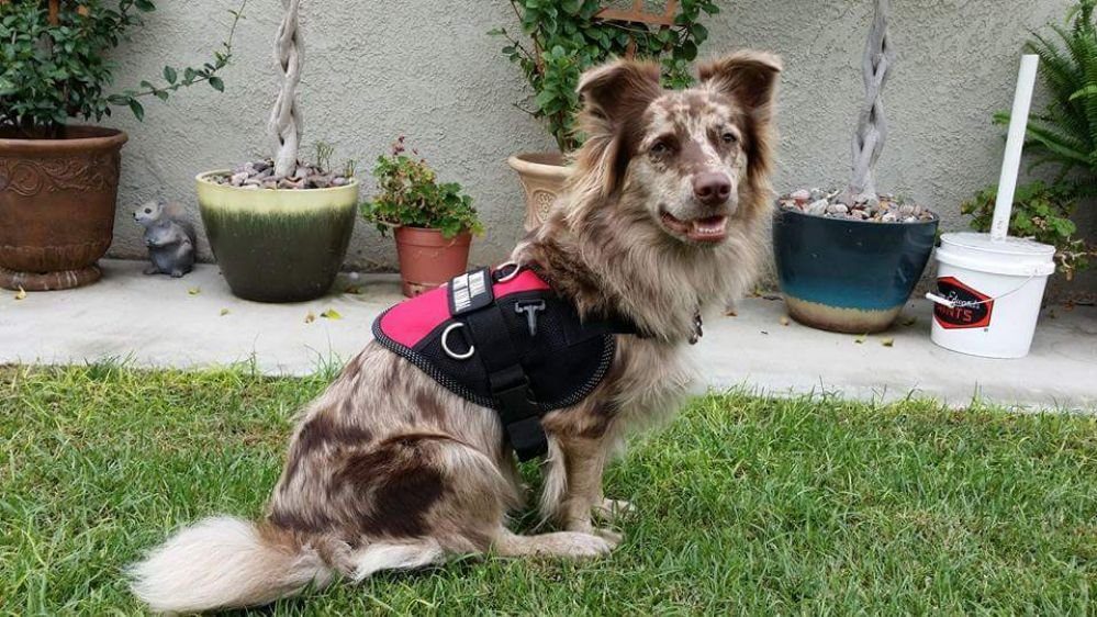 red merle aussie harness garden