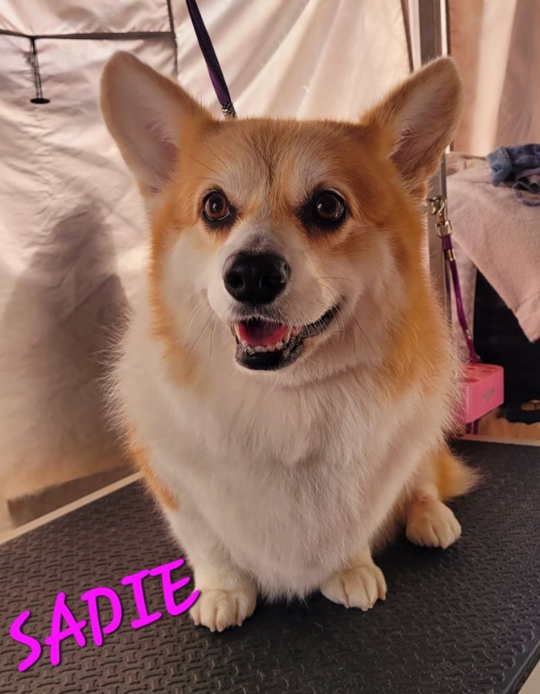 sadie corgi grooming table